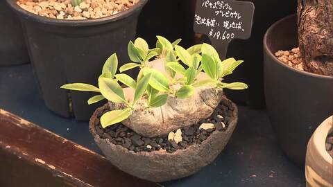 育てられない観葉植物　専門店で買い取るリサイクルが人気　小さく・個性豊かに“生まれ変わらせ”購入しやすい工夫も