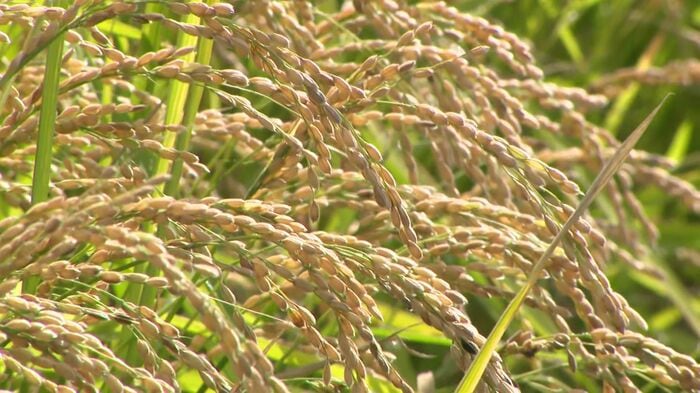 北海道産の新米は9月下旬から店頭に並ぶ