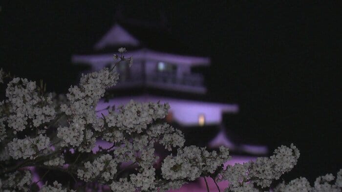 違った姿を見せる夜桜