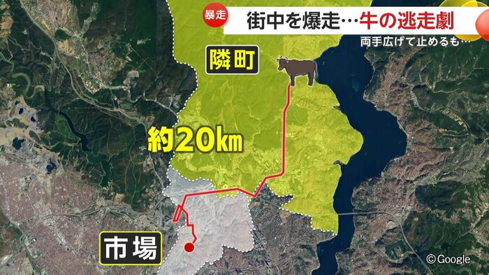 牛が逃走した距離は約20km