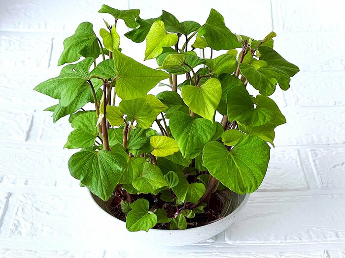 芽が出たら、水に浸して育てると、見事な観葉植物に