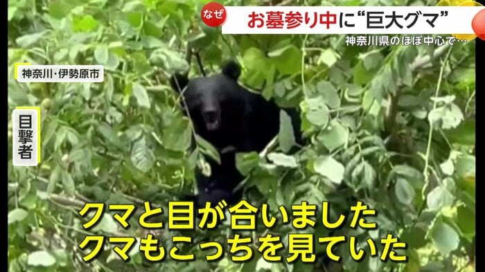 熊と目が合ったという撮影者(視聴者撮影)