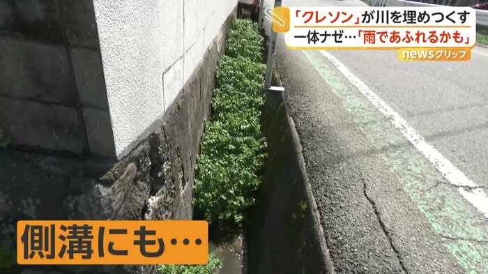 クレソンだらけの側溝