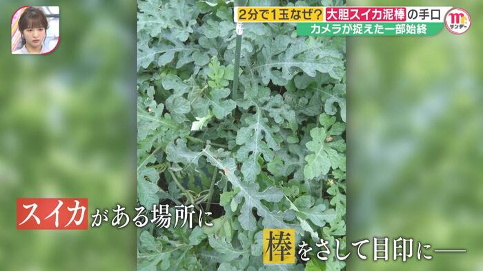 スイカがある位置に目印の「棒」がさされていた