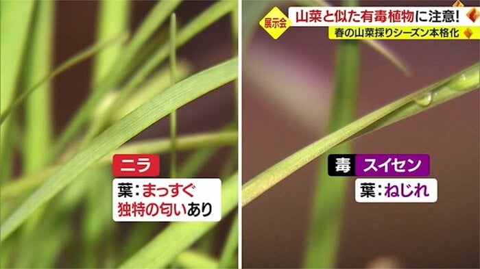ニラとスイセンの特徴を比べると…