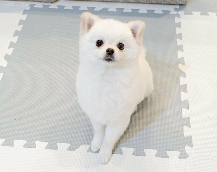 オヤツ待ち中
