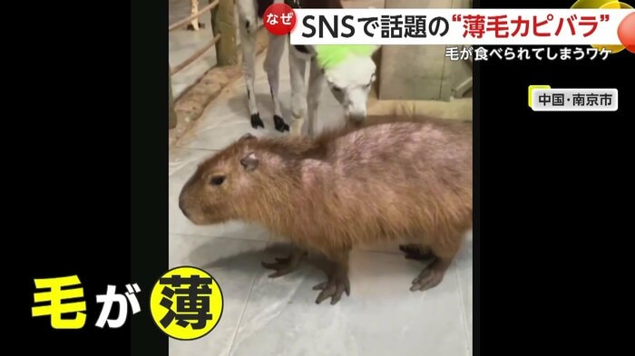 アルパカに毛を食べられ薄毛になったカピパラ(中国SNSより)