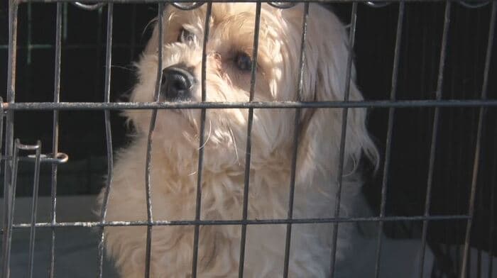 ビション・フリーゼ