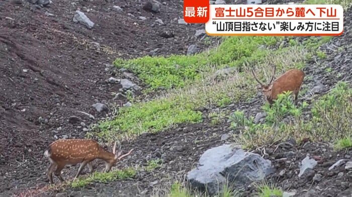 シカに遭遇することも