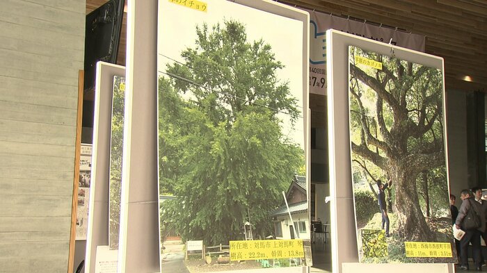 「琴(きん)のイチョウ」(対馬市上対馬町)