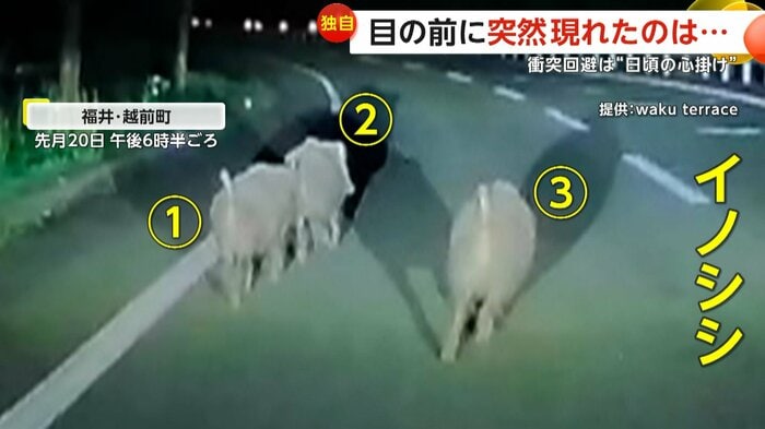 突然現れた3匹のイノシシ