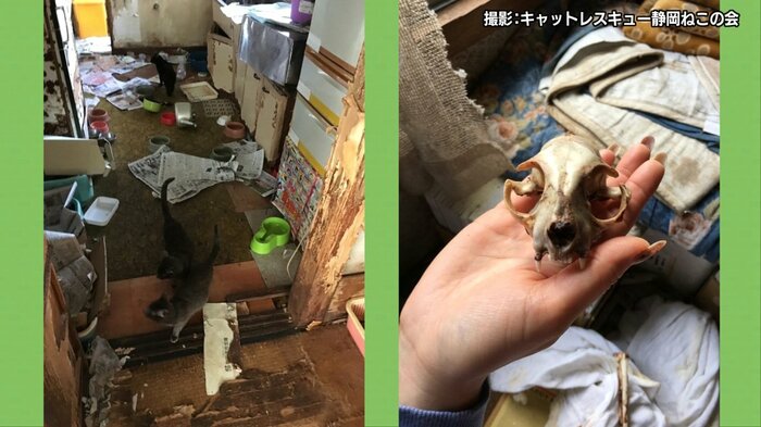 静岡・焼津市の多頭飼育崩壊現場
