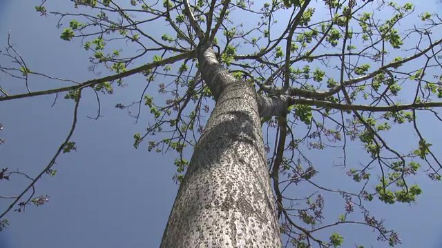 国内でも最上級品と言われる会津桐