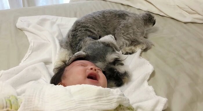 うにちゃんを耳であやすトトちゃん(提供:jiji&totoさん)