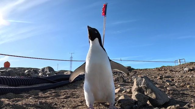 最初に海に飛び込むペンギンは勇敢さを称え「ファーストペンギン」と呼ばれる