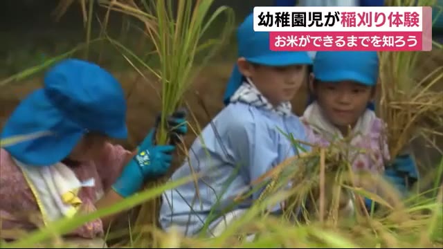 お米ができるまでを知ろう 幼稚園児が稲刈り体験 静岡・長泉町