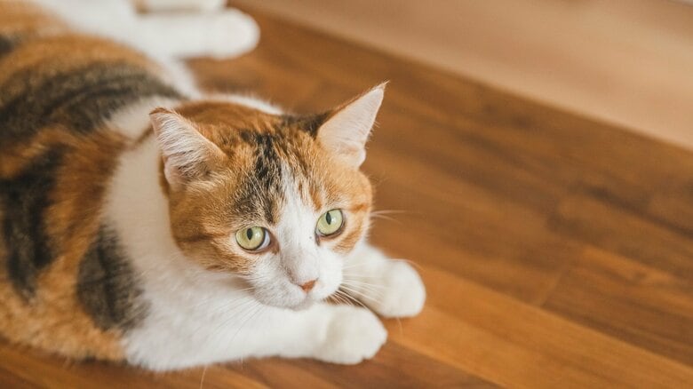 「三毛猫のオスは珍しい」その理由知ってますか？3色を同時に発現する“染色体X”に秘められたメスの神秘｜FNNプライムオンライン