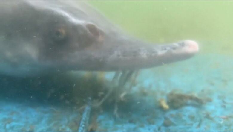 生態系に悪影響も…外来種「チョウザメ」琵琶湖で見つかる　放流されたペットか【滋賀発】