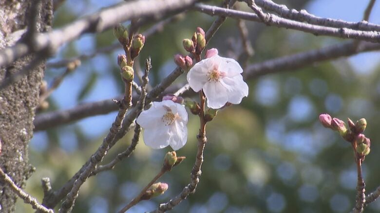 【速報】福岡でサクラが開花　平年より2日遅く去年より1日早い　気象台が発表｜FNNプライムオンライン