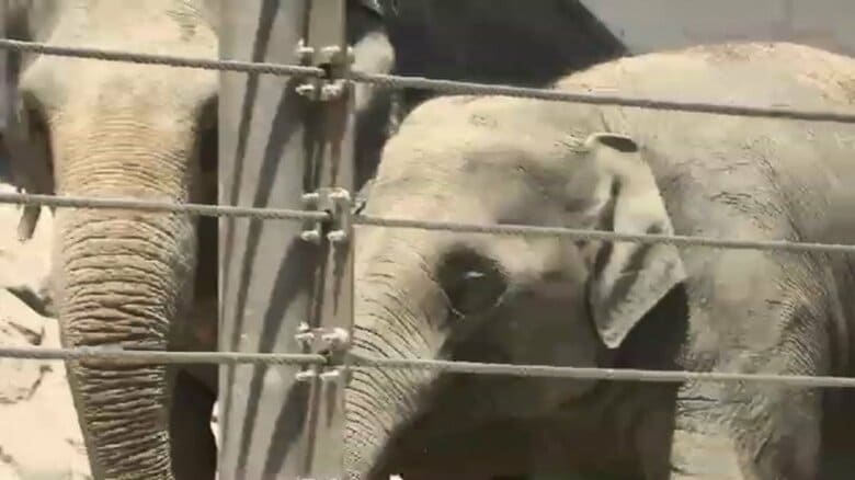 福岡市動物園でアジアゾウ来園2周年イベント　大好物に圧巻の食べっぷり　2頭の体重は2年間で1トン以上増　9月12日まで土曜日限定で閉園時間を午後9時まで延長へ｜FNNプライムオンライン
