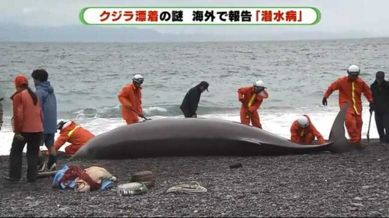 クジラを救える道はないのか？ 静岡県に5頭連続漂着のナゾを専門家に聞いてみた｜FNNプライムオンライン