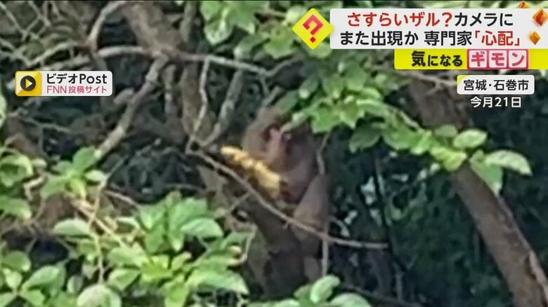 「さすらいザル」の目撃情報相次ぐ　夏はエサが少なく…専門家「畑荒らしながら暮らす可能性」　宮城・石巻市｜FNNプライムオンライン
