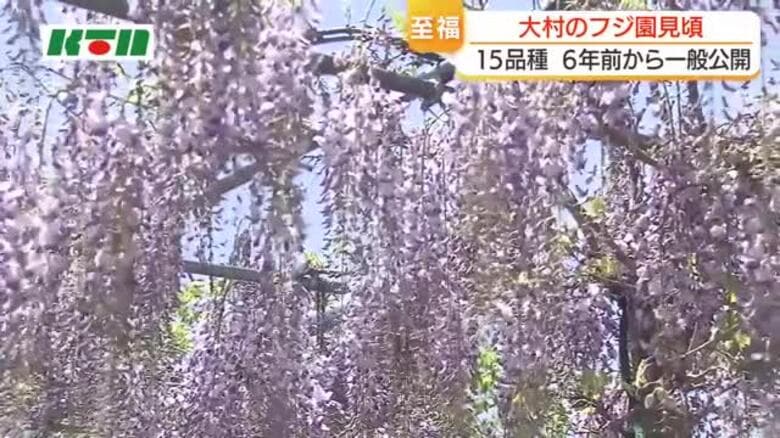 15品種の「フジの花」見事　大村市の造園業者が6年前から一般公開　5月6日まで｜FNNプライムオンライン
