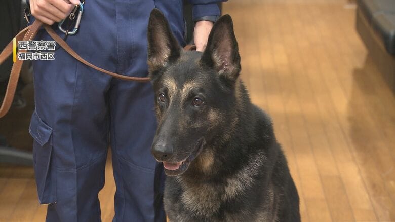 行方不明の80代女性を1時間半で発見 お手柄“エース警察犬”ラガー 枕カバーの匂い記憶し最悪の事態防ぐ 【福岡発】｜FNNプライムオンライン