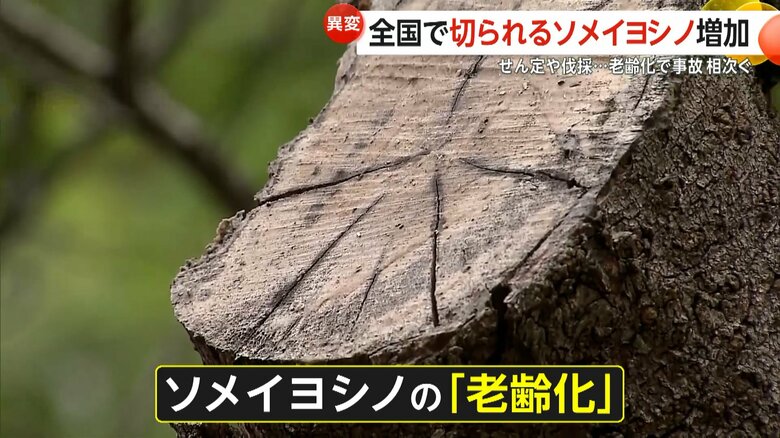 【なぜ】「樹齢60〜70年そろそろ寿命」ソメイヨシノ全国各地で剪定伐採　「“サクラ切るバカ”必要」老齢化で倒木事故…開催中止の桜まつりも｜FNNプライムオンライン
