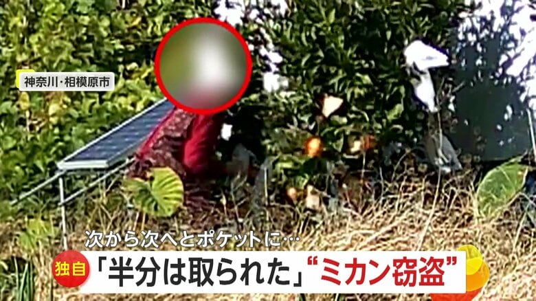 次々とエプロンのポケットに…“ミカン泥棒”カメラが捉えた犯行の一部始終 9月から複数回被害 神奈川・相模原市|FNNプライムオンライン