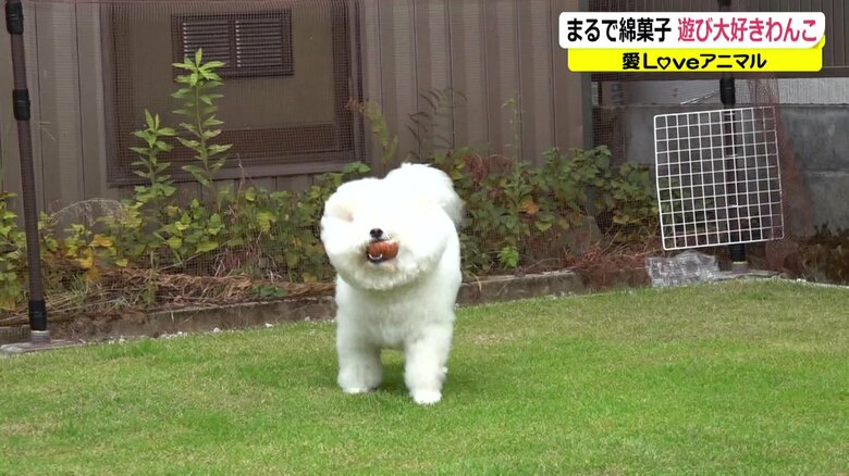 おもちゃをゲット!