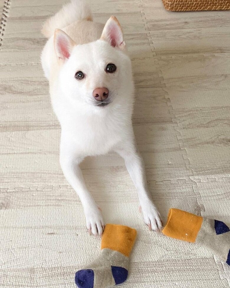 白豆柴の女の子・まめたちゃん