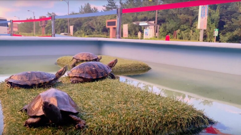 淡水で暮らすカメたちも飼育している