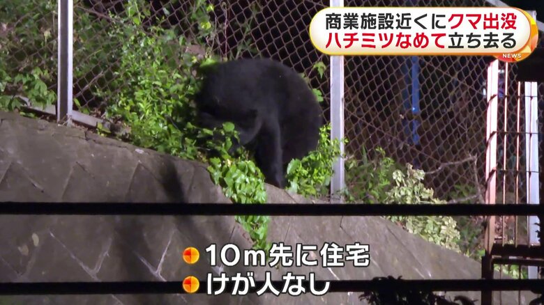 ハチミツをなめるクマ