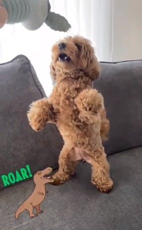 おもちゃに大興奮中のチャイちゃん