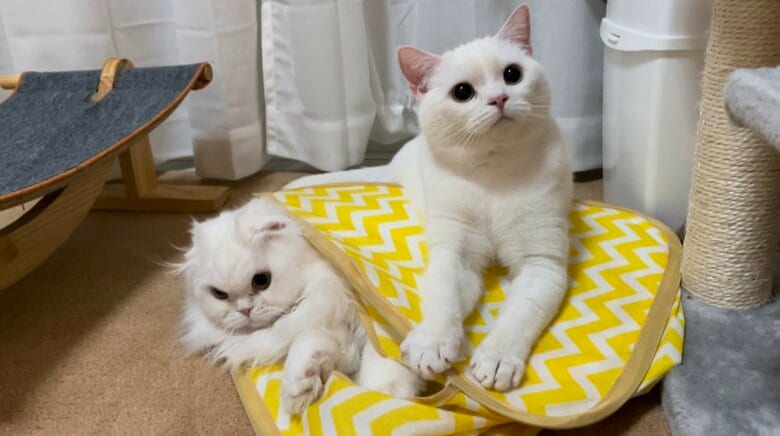 左：月ちゃん　右：しらたまくん