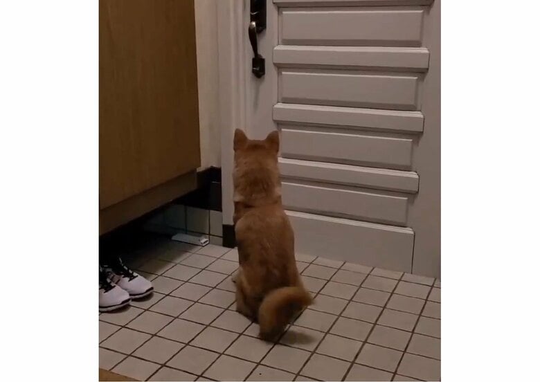 提供：犬さん