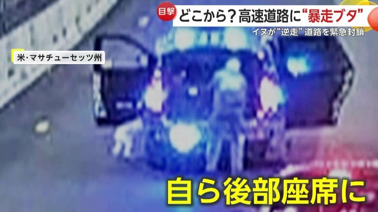 パトカーの後部に自ら乗り込むイヌ（MASSACHUSETTS DEPARTMENT OF TRANSPORTATION）