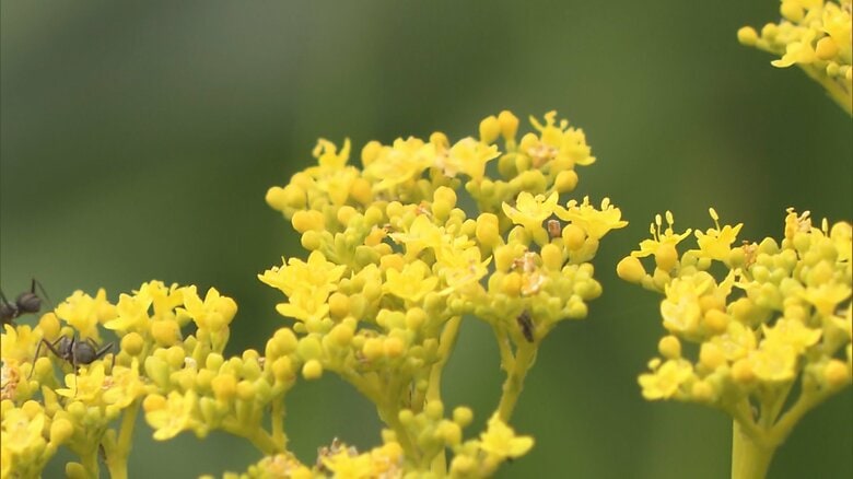 那須御用邸の敷地内に咲くオミナエシ　2019年8月