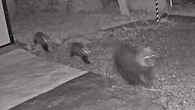 庭を走り抜ける親子グマ3頭