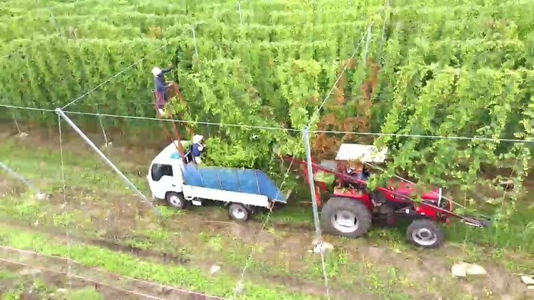 遠野市はホップの栽培面積が日本一に