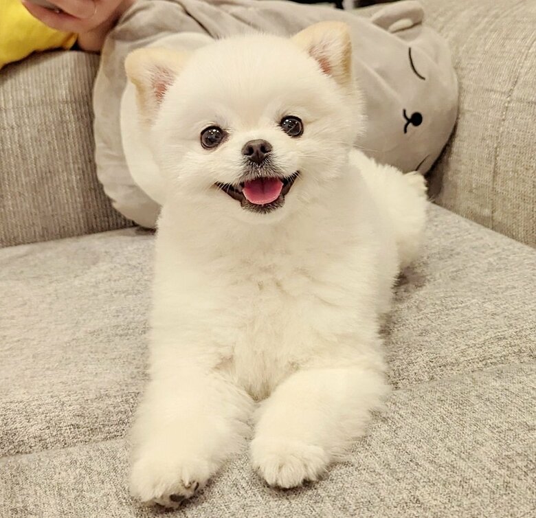 こめたくん