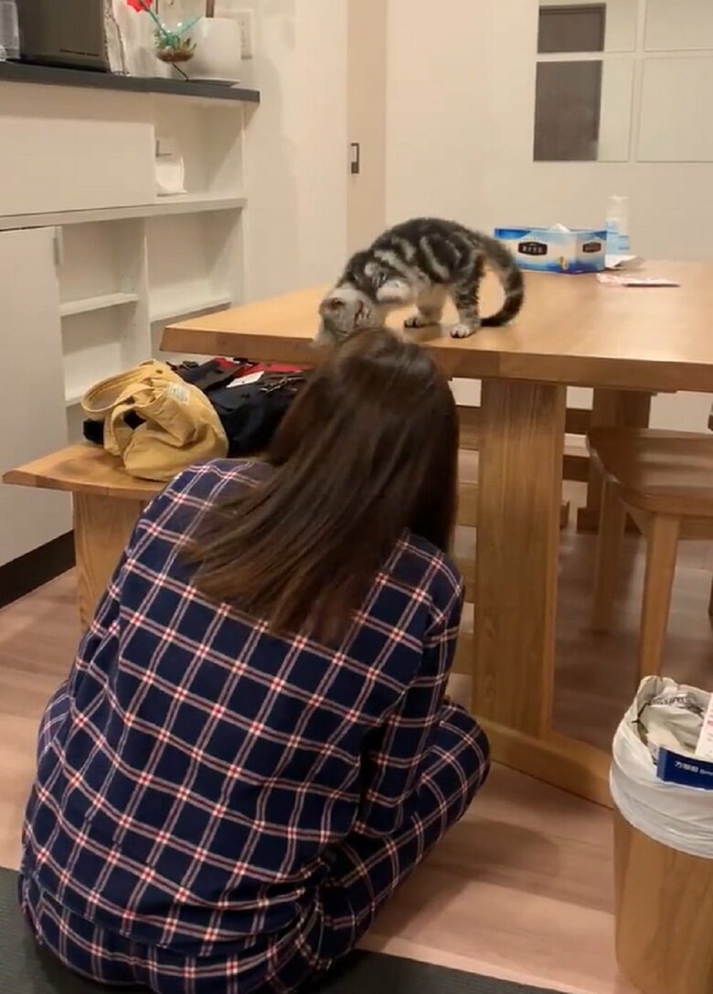 迷っているのか前脚を上げ下げしている