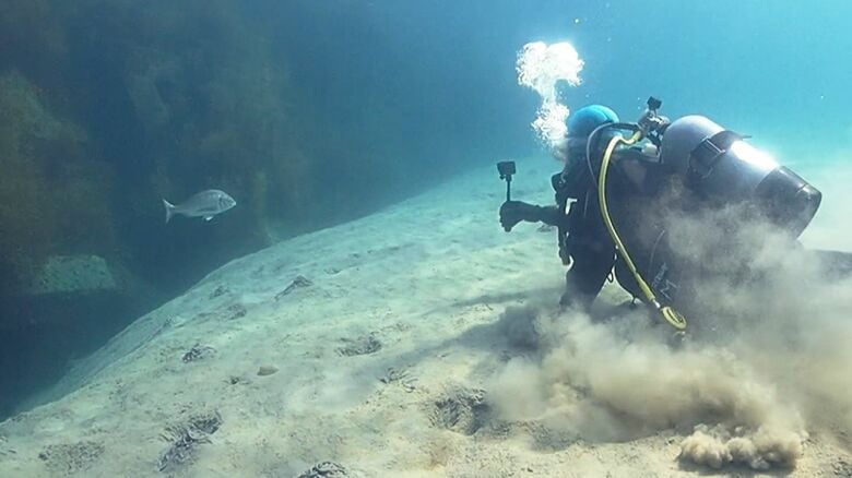 イシダイを発見