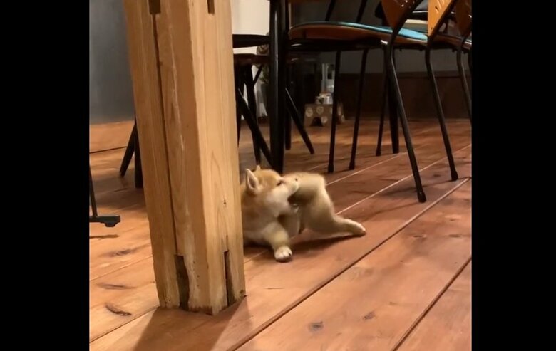 しっぽに“気付いてしまった”ミコシくん