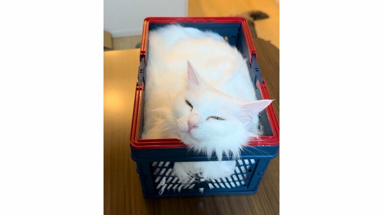 この日は四角い収納ケースへ（提供：雨と雪之丞さん）