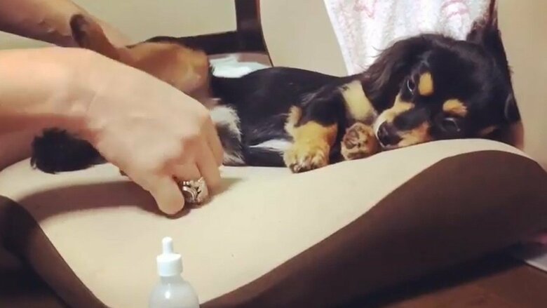 歯磨きをボイコットすることも