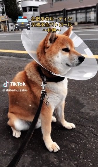 “パトロール中”の朔くん