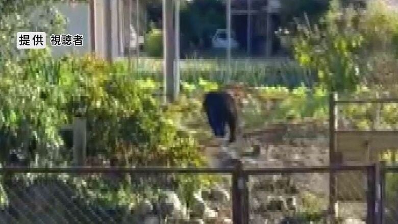 民家の敷地にクマが出没（提供　視聴者）