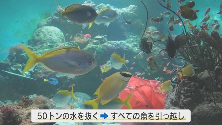 水槽内には50種類300匹の魚が生息